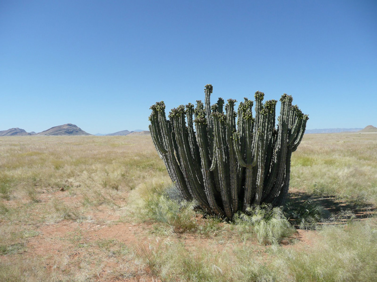 13  euphorbia.jpg